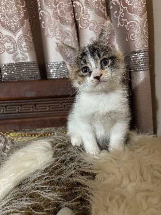 Отдам котят в хорошие руки котятам 2 месяца игривые и приучены к лотку