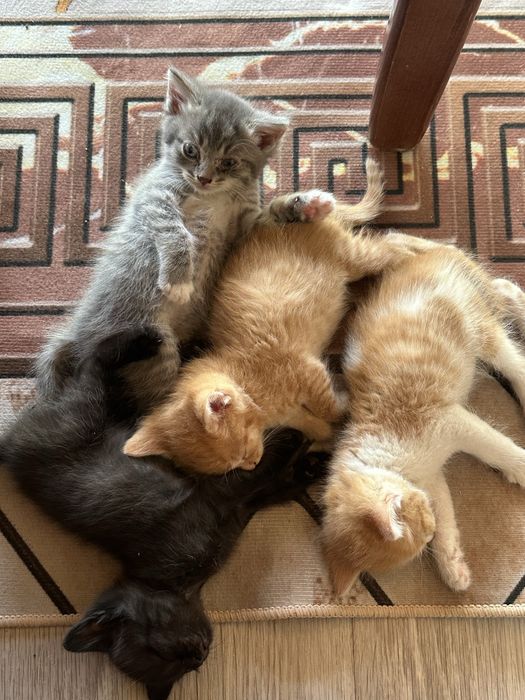 Отдам котят а хорошие руки