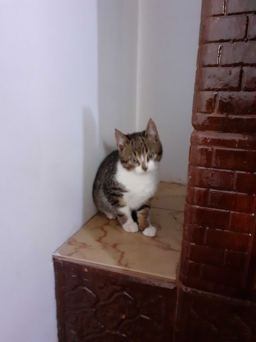 Adoptie donatie pisoi