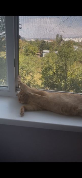 Отдам кота в хорошие руки