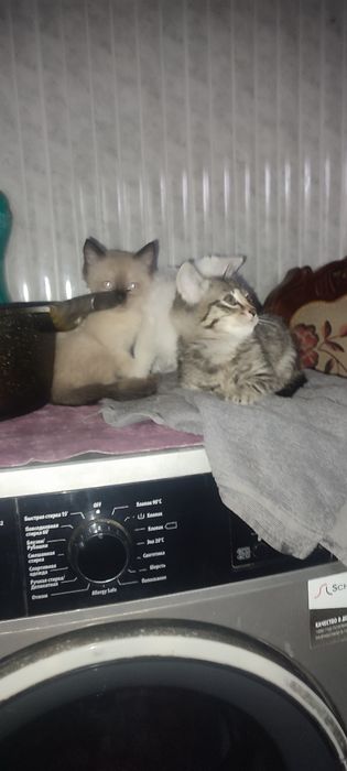 Отдам котят в хорошие руки