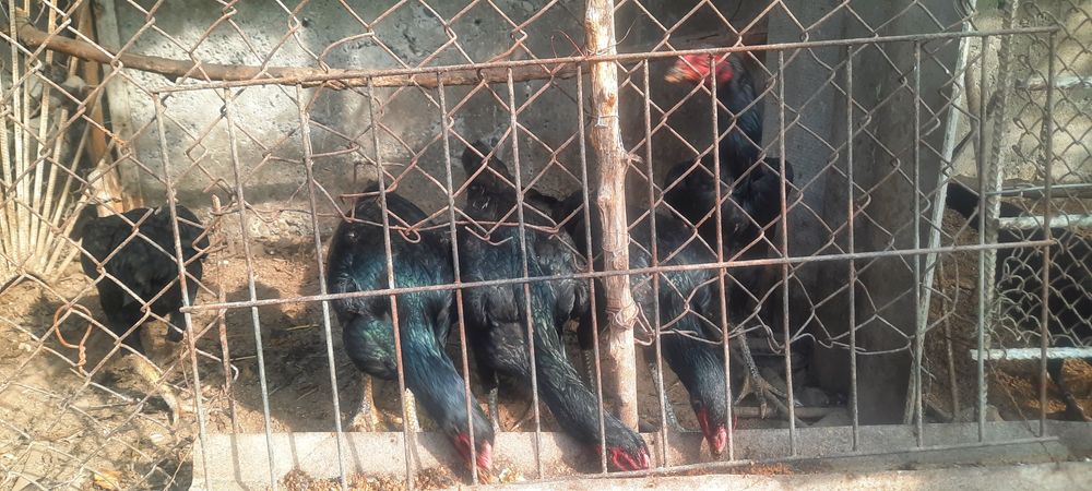 Кони тоза кора макйонлар