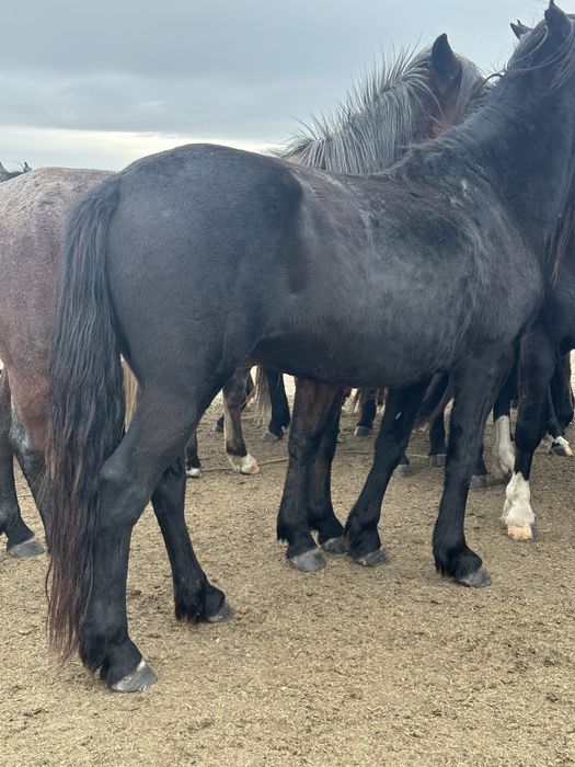 Ту бие, кобыла, лошадь