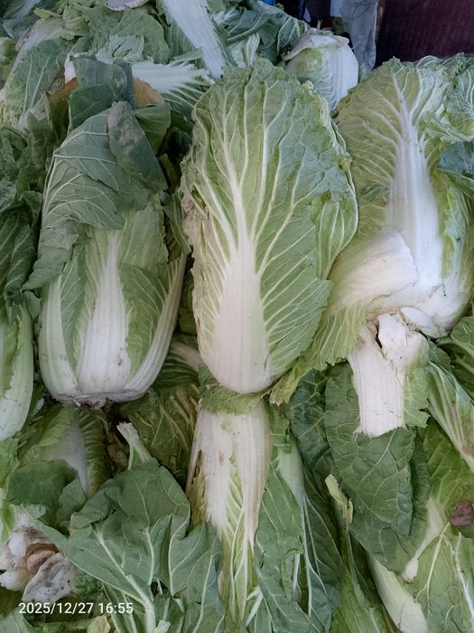 Пекинская капуста