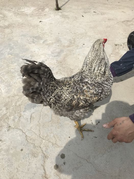 Петух.              .