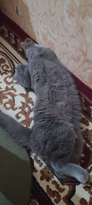 Mushuk erkak 2 yosh skotish fold