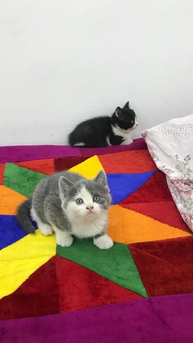 Британский кошки