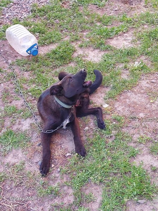 Отдам даром щенка мальчик смесь лабрадора