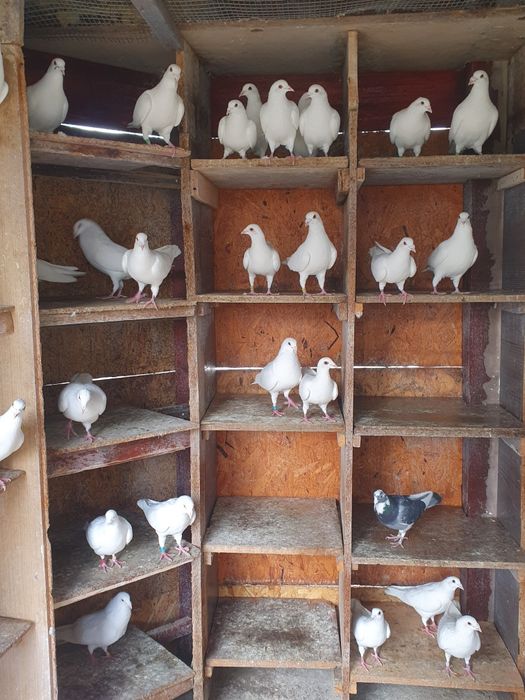 Porumbei voiajori și voltati albi