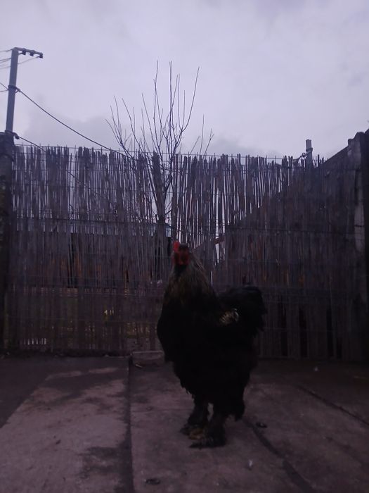 Vând cocos brahma sau schimb..