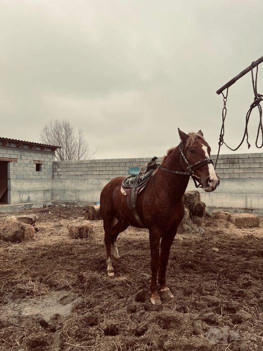 Ot sotilad kopkari ot