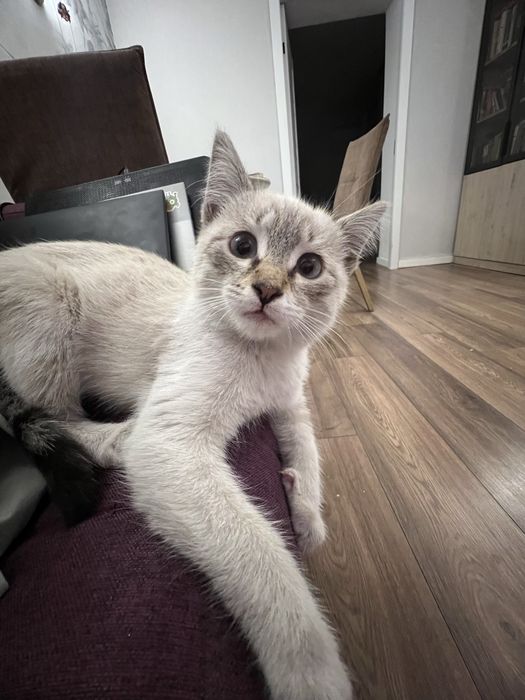 Отдам котенка 4 месяца