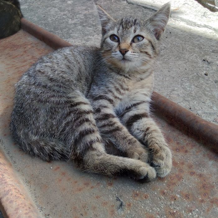 Котенок в добрые руки (мальчик)