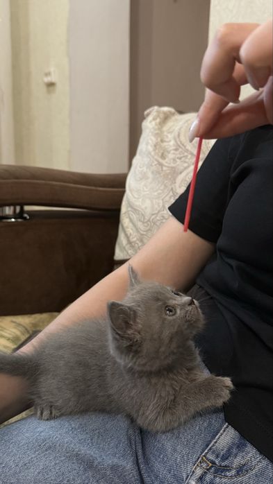 Котенок шотландка девочка