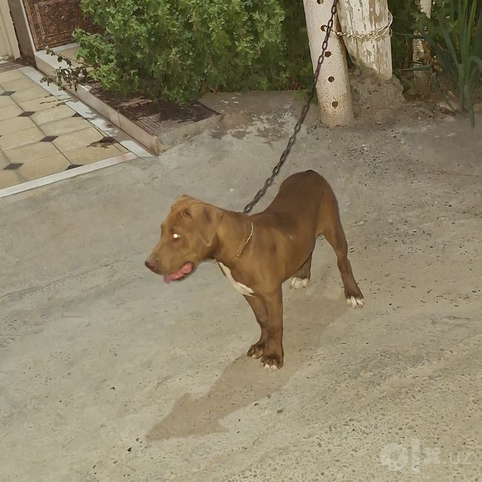 Pitbull Zurini boqaman deganlarga..