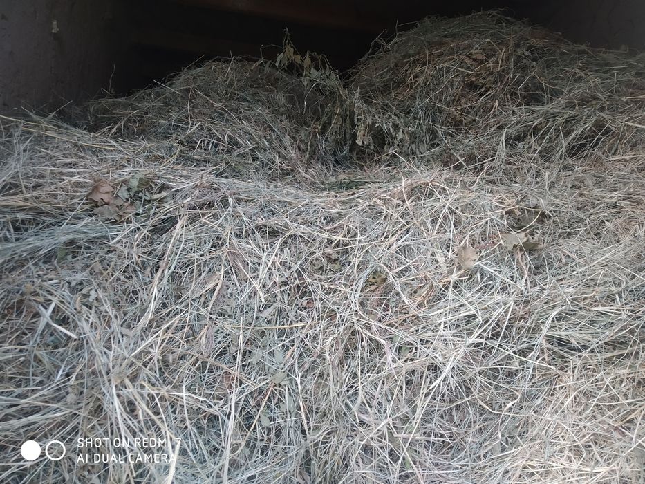 Pichan sotiladi xolati yaxshi boģlanmagan  turishiga sotiladi