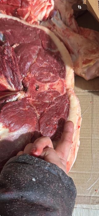 Продаём мясо конины