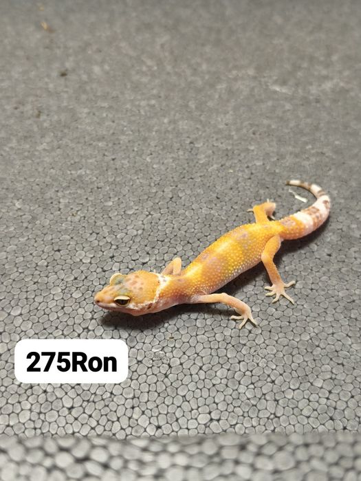 Soparla Gecko Leopard