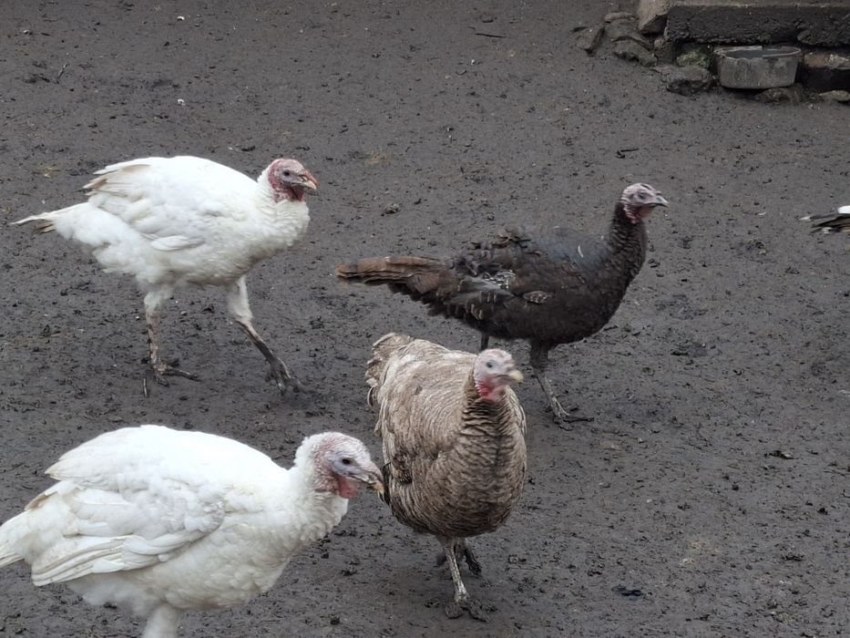 De vanzare curci si curcani