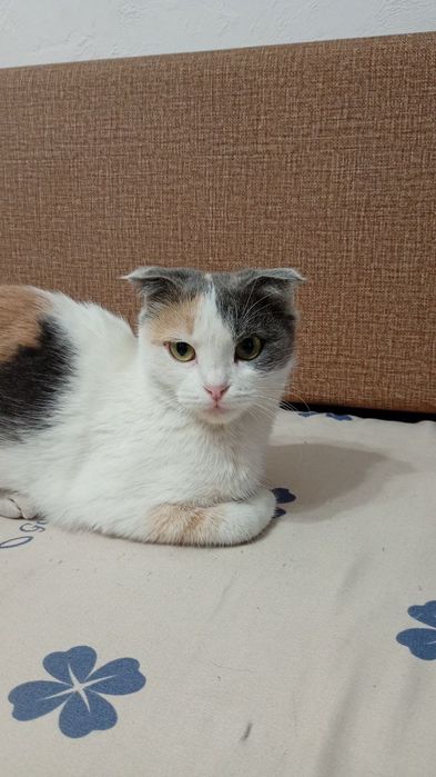 Отдам веслоухую кошку!Срочно!