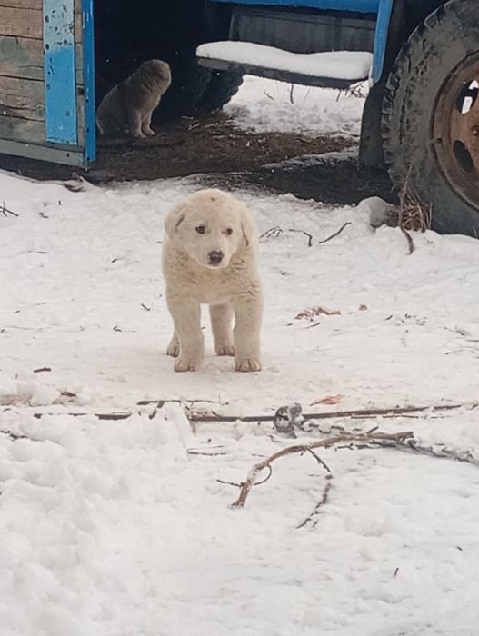Собака Шенки алабай