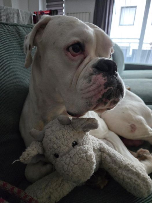 Dau spre adoptie caine Boxer