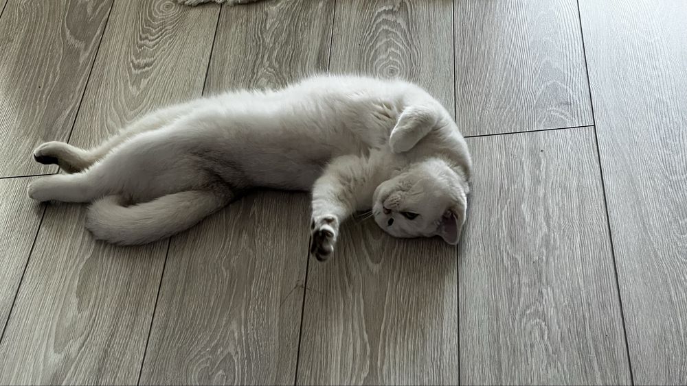 Кошка британка чистокровная