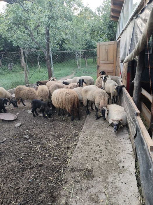 Oi carabase cu miele si berbeac