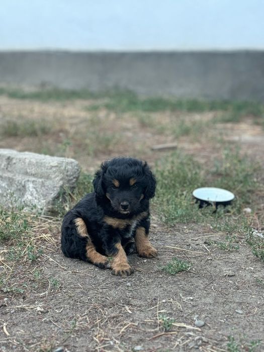 Продам щенков охотничья порода!
