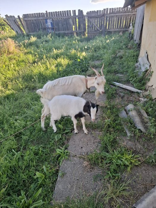 Capra cu ieduta  .la prima fatare
