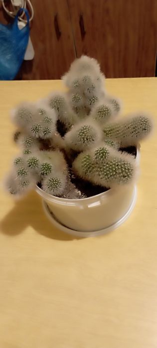 Комнатные растения /  Майкудук