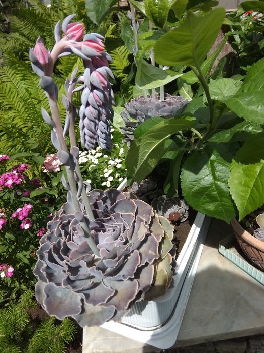 Продам отростки каменной Розы