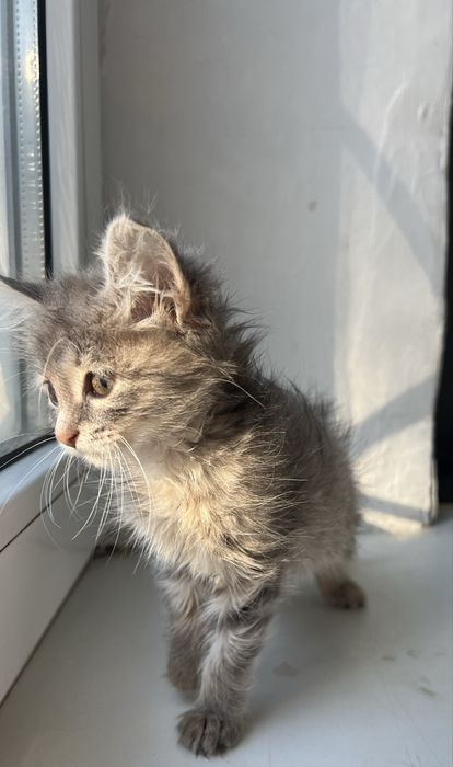 Котенок 1 сесяц