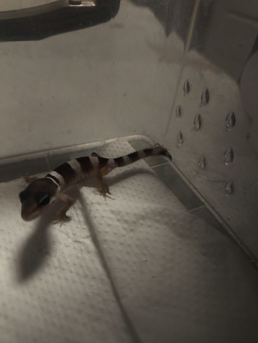 Продам эублифаров малышей