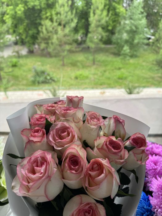 продам белорозовые розы