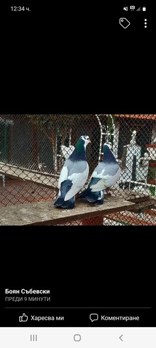 Пазарджишки високолетачи със добри.постежения.