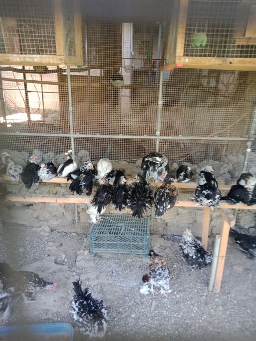 Продаются куры бентамки