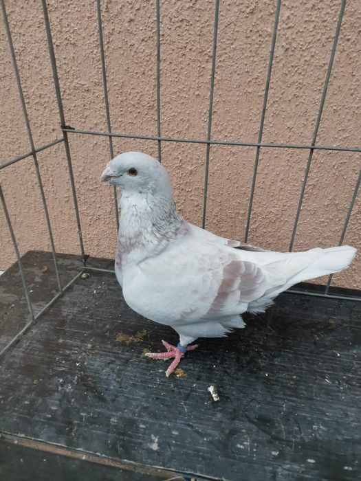 Vând porumbei standard