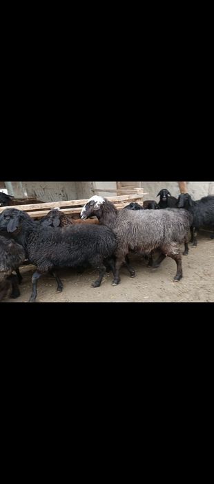 Xisori bugʻoz egiz tugʻadigan qoʻylar sotiladi