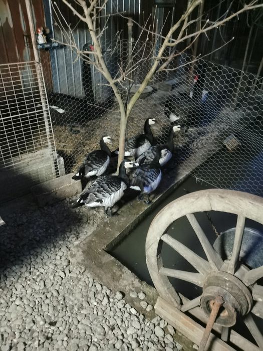 Gâște călugăr.. Schimb