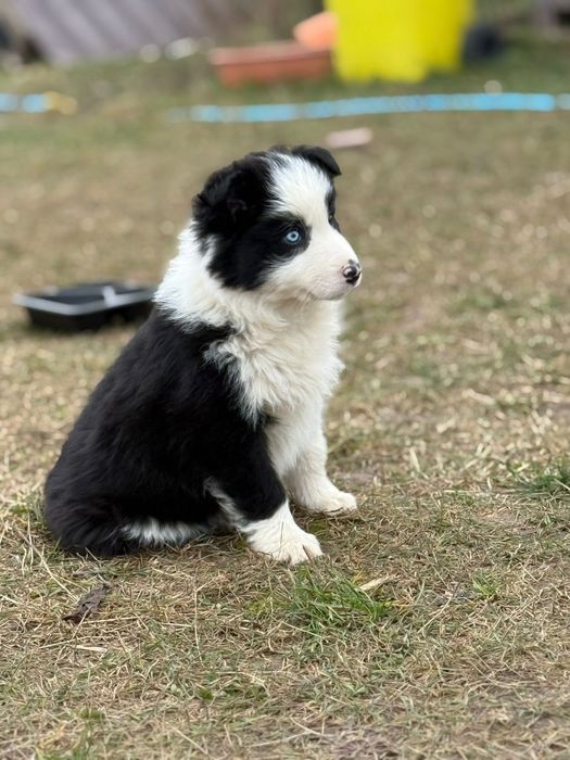 Pui Border Collie
