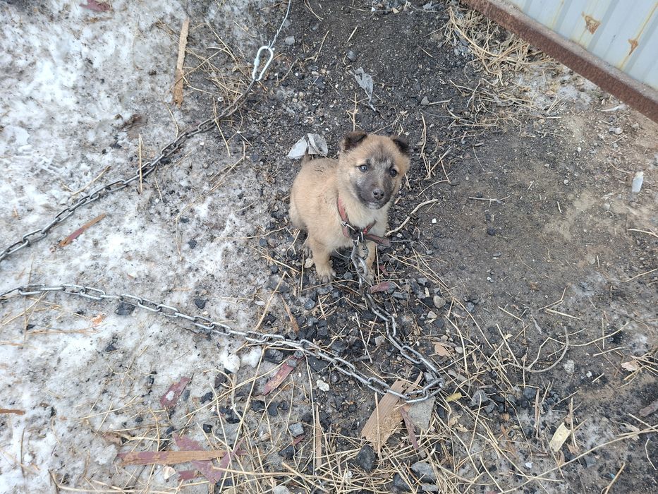 Малинуа Белгиская овчарка