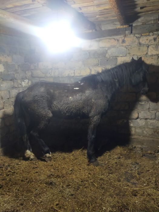 Продам.    лошадь