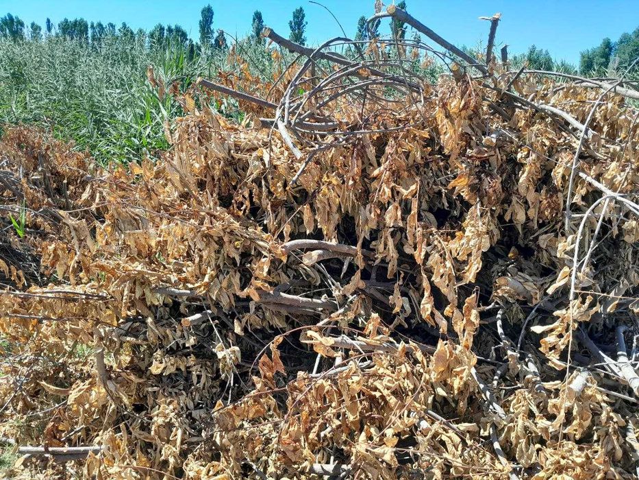 Обрезанные ветки деревьев — бесплатно, самовывоз