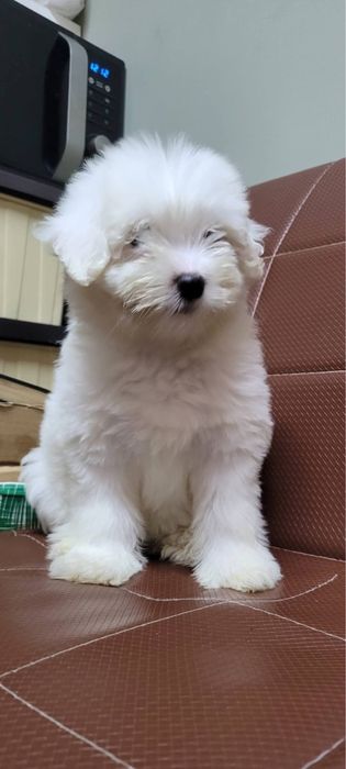 Bichon maltez baietel