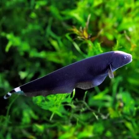 Продаётся рыба (нож) черный принц 2 шт