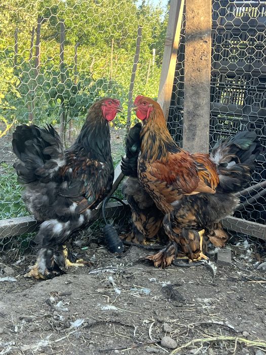 Cocosi brahma gold
