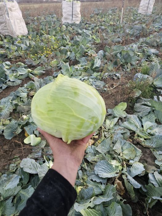 Varza plata taiat proaspat calitate superioara pentru murat,pastrare