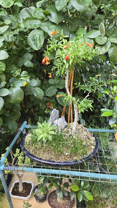 Bonsai Rodiu cu Flori  si Fructe