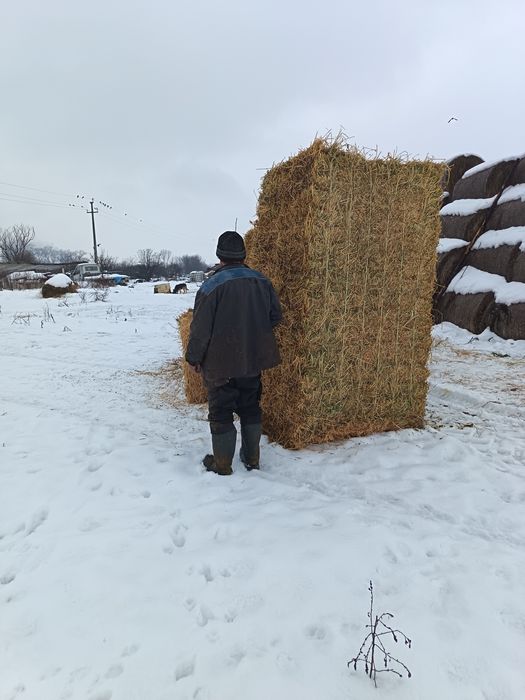 Baloti lucerna calitatea 1